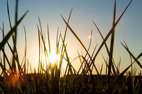Green grass with sunset in the background Stock Photos