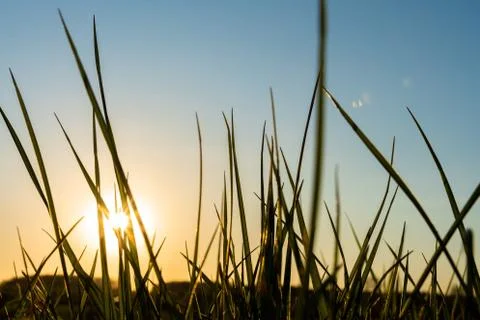 Green grass with sunset in the background Stock Photos