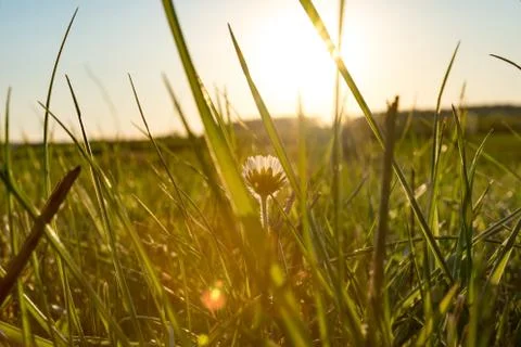 Green grass with sunset in the background Stock Photos