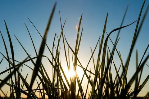 Green grass with sunset in the background Stock Photos