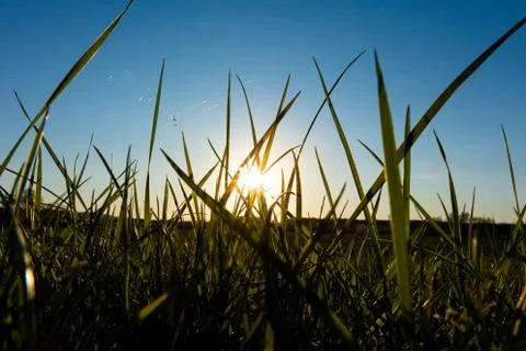 Green grass with sunset in the background Stock Photos