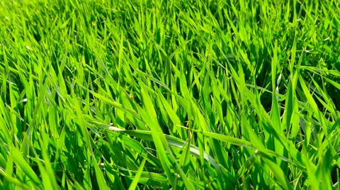 Green grass sunset close-up. Stock Footage 63430212