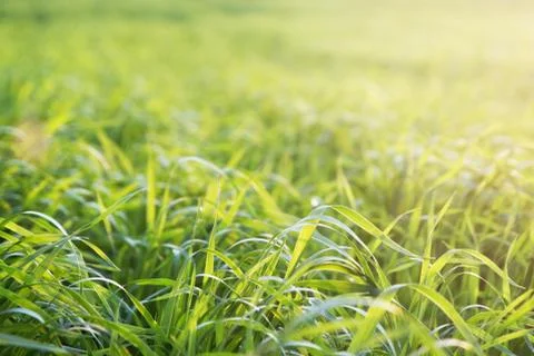 Green grass at sunset closeup Stock Photos