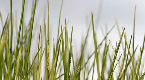Green grass at sunset Stock Footage 24377406