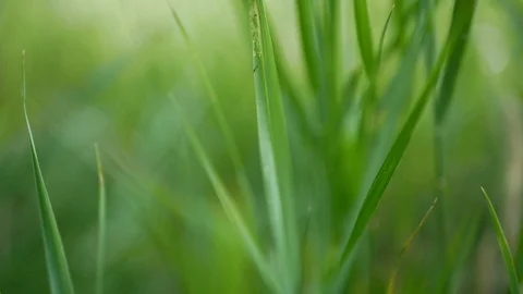 Green grass at sunset Stock Footage 113177328