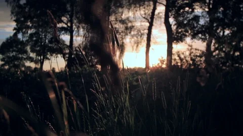 Green Grass Sunset or Sunrise Stock Footage 100358357