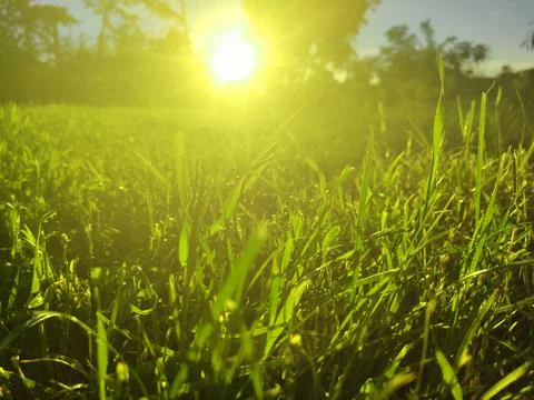 Green grass with sunset views. Blurred background. 스톡 사진