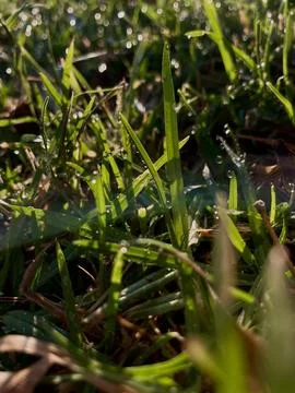 Green grass in the sunshine Stock Photos