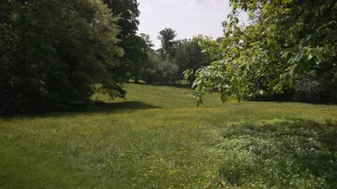 Green Grass Sunshine Trees Landscape Meadow Stock Footage 230120751