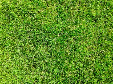 Green grass surface ground Stock Photos