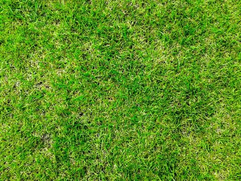 Green grass surface ground Stock Photos