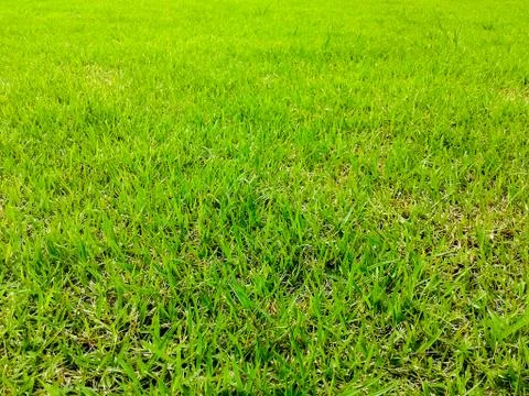 Green grass surface ground Foto stock