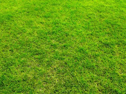 Green grass surface ground Stock Photos