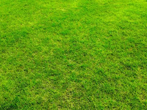 Green grass surface ground Foto stock