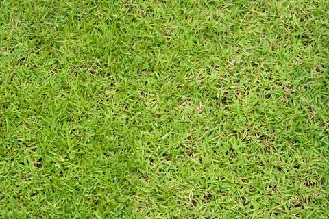 Green grass surface Stock Photos