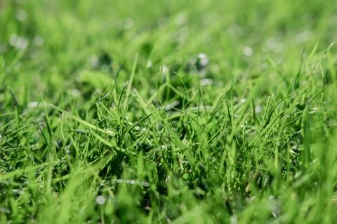 Green grass surface. Stock Photos