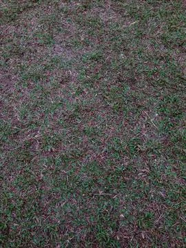 Green Grass Surface with Sparse Growth Stock Photos