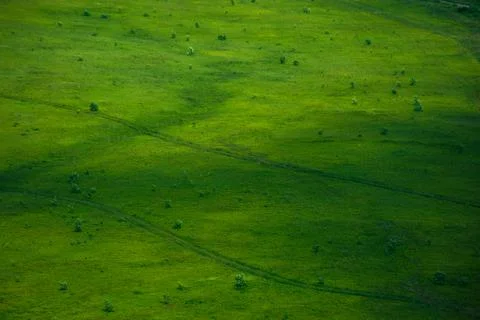 Green grass surface texture 스톡 사진