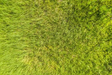 Green grass on swamp pattern and texture for background. Top view from drone. Stock Photos