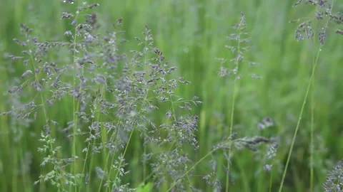 Green grass swayed by the wind Stock Footage 157504862