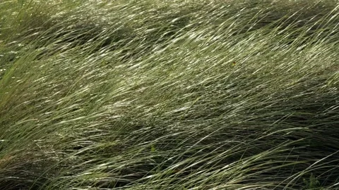 Green grass swaying and blowing in the wind 스톡 동영상 338082863
