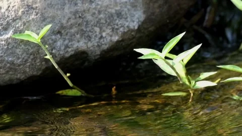 Green grass swaying in a clear river Stock Footage 323040541