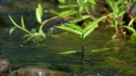 Green grass swaying in a clear river Stock Footage 323040552