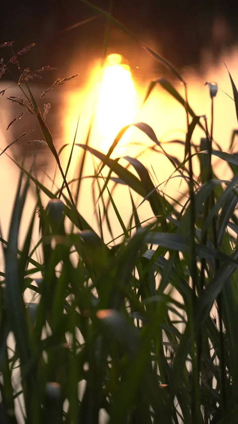 Green grass swaying in evening wind by a river at sunset Stock Footage 313928573