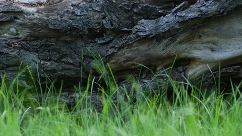 Green Grass Swaying Gently in Breeze Against Wood Log Stock Footage 345549542