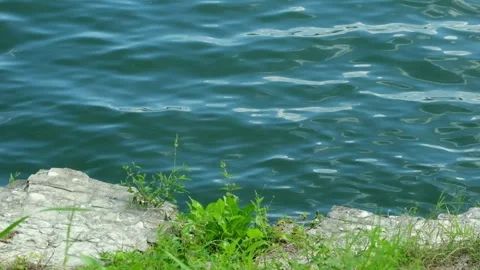 Green grass swaying gently on the edge of the lake Stock Footage 320029017