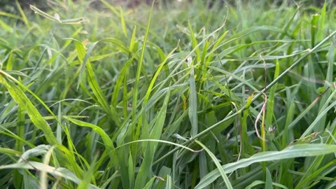 Green grass swaying gently in a light breeze with soft sunlight. Stock Footage 345044704
