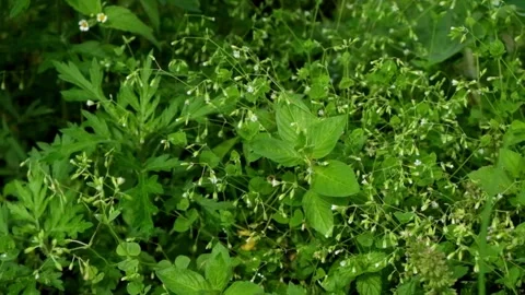 Green grass swaying gently in the wind Stock Footage 299395530