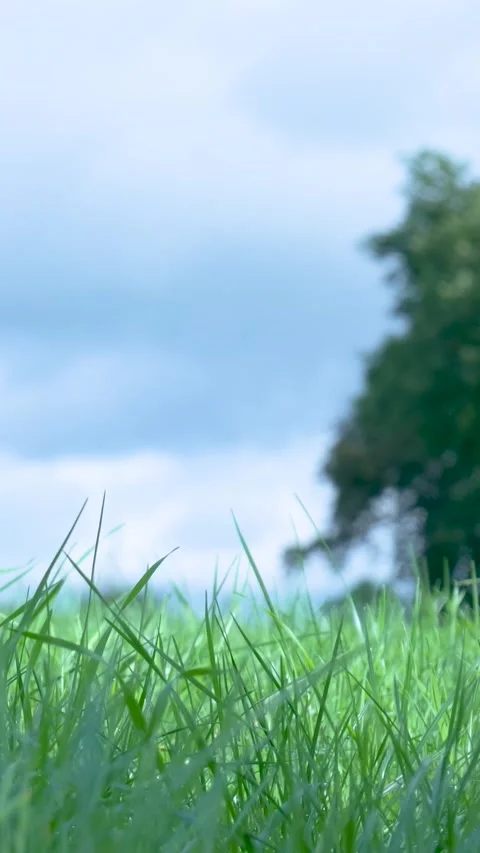 Green grass swaying gently in the wind on a field Video stock 327111093