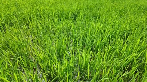 Green Grass Swaying   Spring Vitality Stock Footage 265062427