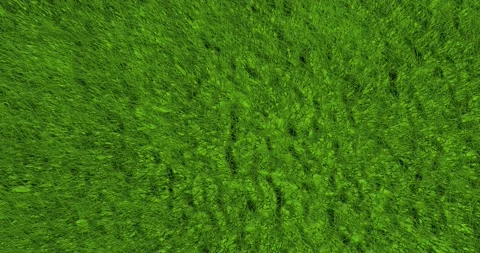 Green grass swaying in the wind 3D. Stock Footage 153742677