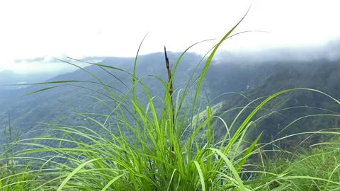 Green grass swaying in the wind against a backdrop of misty mountains Stock Footage 338246318