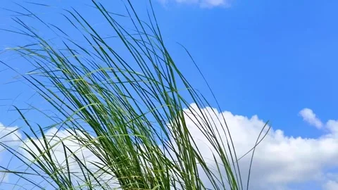 Green Grass Swaying In The Wind Against Blue Sky With Clouds Stock Footage 345315825