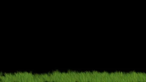 Green grass swaying in the wind on a black background Stock Footage 259475308