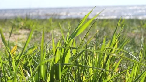 Green grass swaying in the wind close up. windy weather Stock Footage 134724966