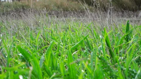 Green grass swaying in the wind, close-up, shot from below Stock Footage 303246062