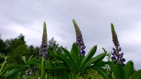 Green grass swaying in the wind in the daytime, cloudy weather, wind on the Stock Footage 156703074