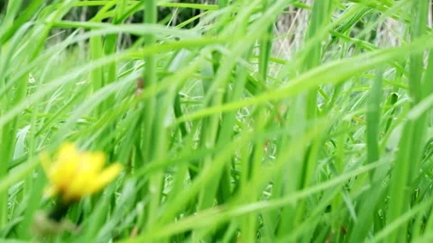 Green grass swaying in the wind in the daytime, wind on the meadow, field. Stock Footage 156703228