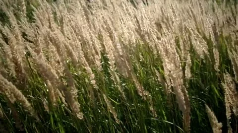 Green grass swaying in the wind. Stock Footage 11521669