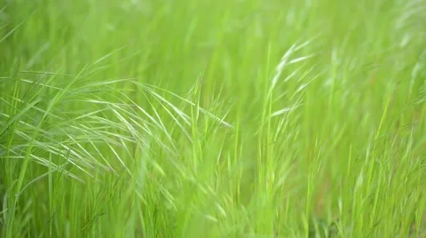 Green Grass Swaying in the Wind Stock Footage 50378508