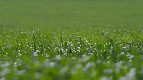 The Green Grass Swaying in the Wind Stock Footage 50679809