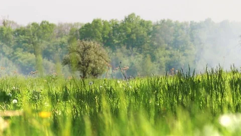 Green Grass Swaying In the Wind Stock Footage 75455849
