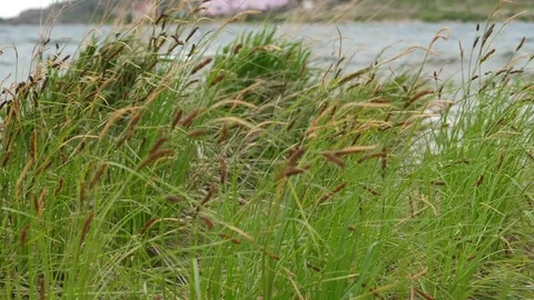 Green grass swaying in the wind Stock Footage 76926675