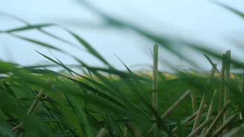 Green grass is swaying in the wind Stock Footage 101576976