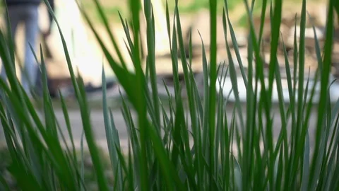 Green Grass Swaying in the Wind Stock Footage 106082120