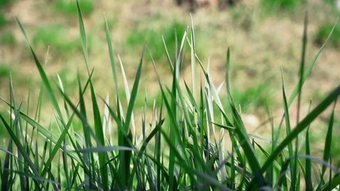 Green Grass Swaying in the Wind Stock Footage 106082363